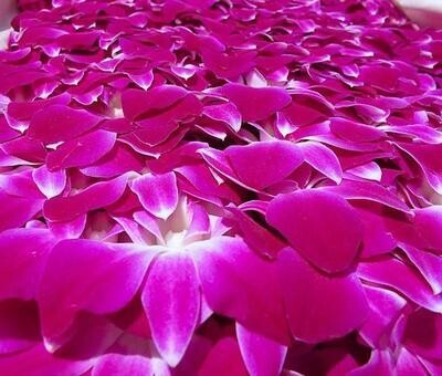Bulk pack of 1000 loose orchid blooms for leis or events