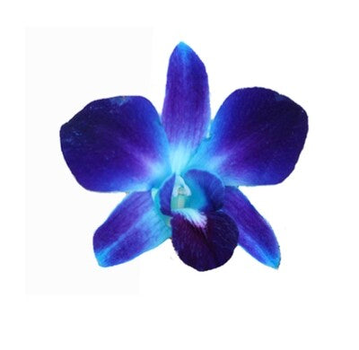 1000 ORCHID LOOSE BLOOMS