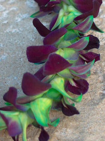 Single strand dyed orchid lei in vibrant color options