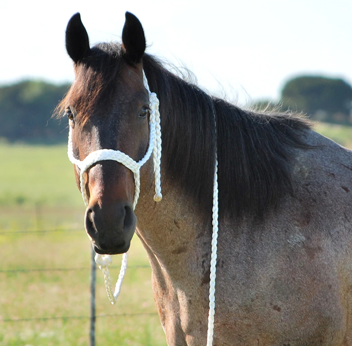 Fast Back Braided Halter Hand Made