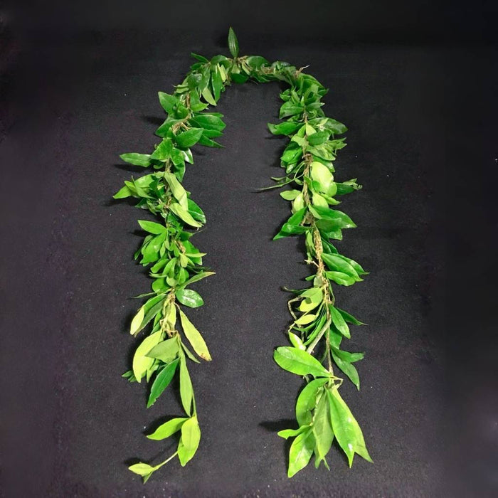 Classic Hawaiian maile lei symbolizing respect and honor