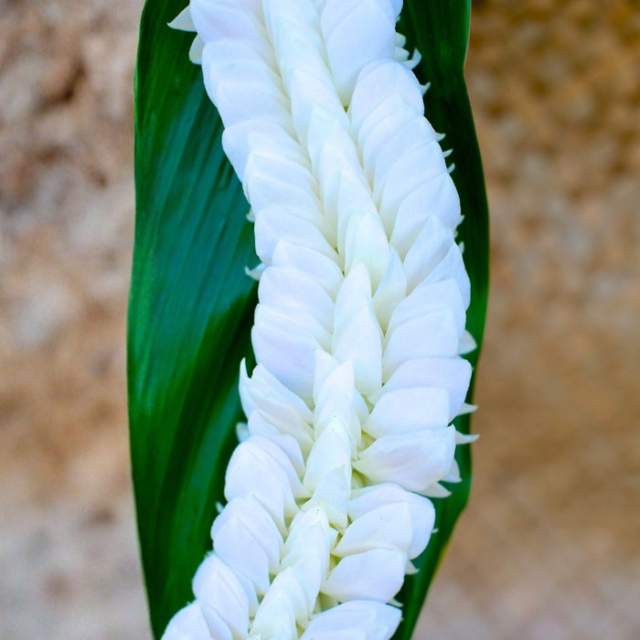White Dendrobium orchid fancy lei accented with white orchids in a feather like pattern
